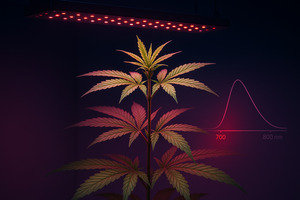 Influence du spectre infrarouge étendu (700-800 nm) sur l'élongation et la floraison du chanvre CBD indoor